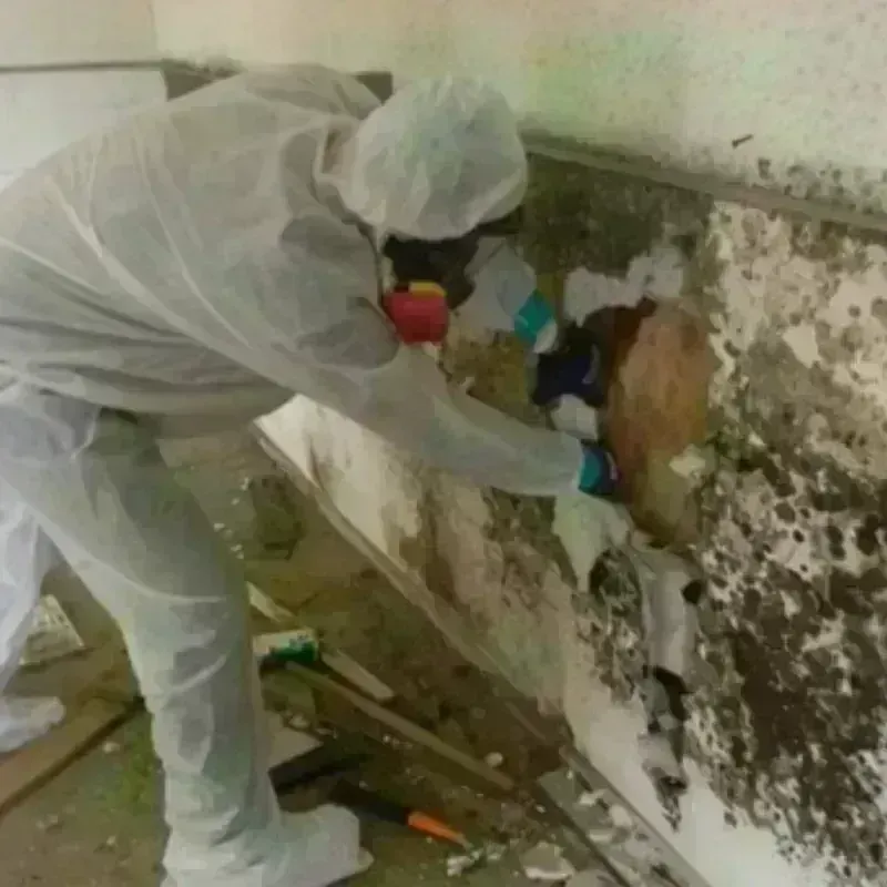 Mold Remediation and Removal in Green Valley, MD